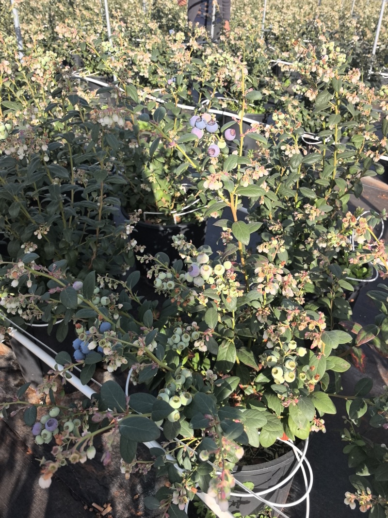 云南玉溪抚仙湖蓝莓