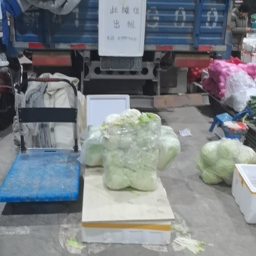 新疆白菜