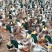 青头鸭6.56斤，2500只，南宁，10字头(02)