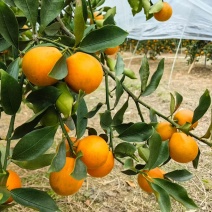 广西融安脆蜜金桔