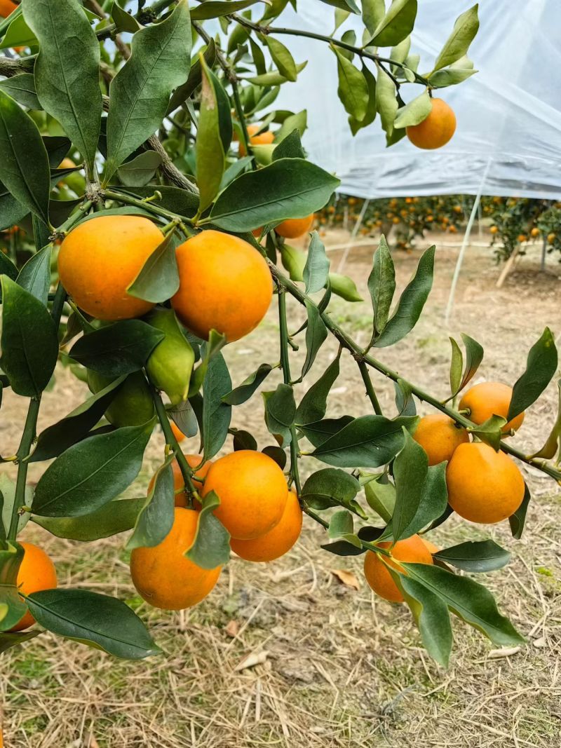 广西融安脆蜜金桔
