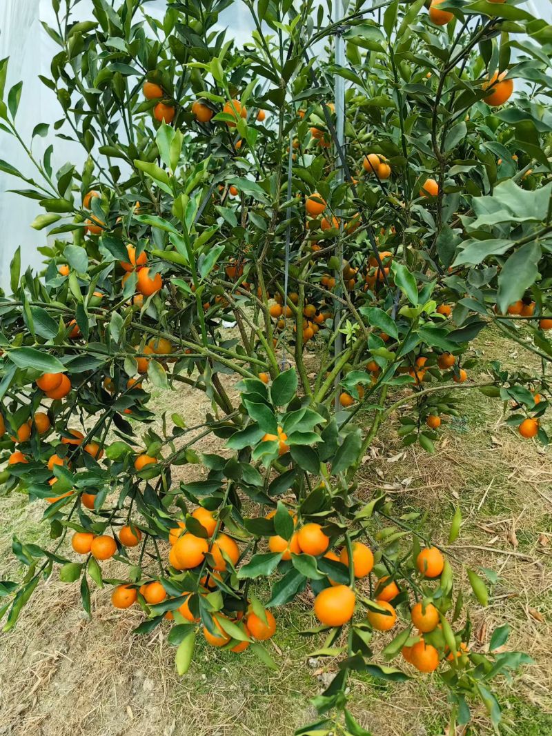 广西融安脆蜜金桔
