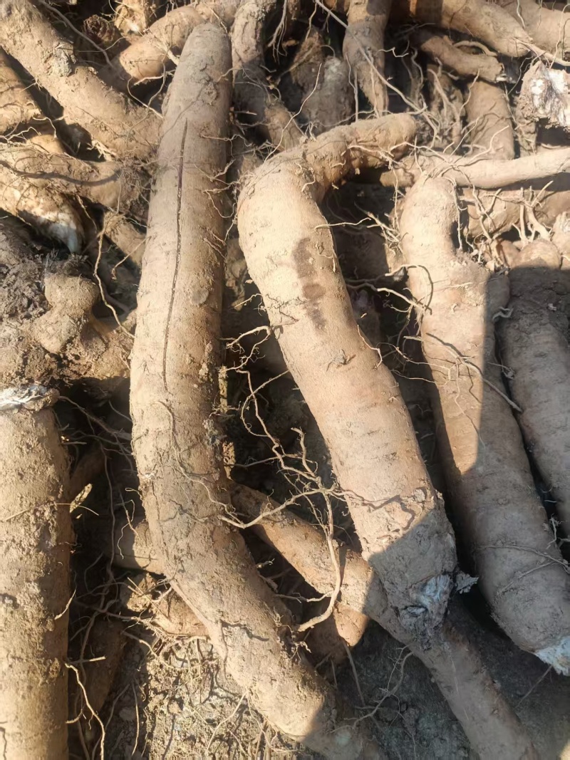 玄参干货10吨