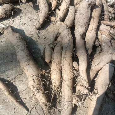 玄参干货10吨
