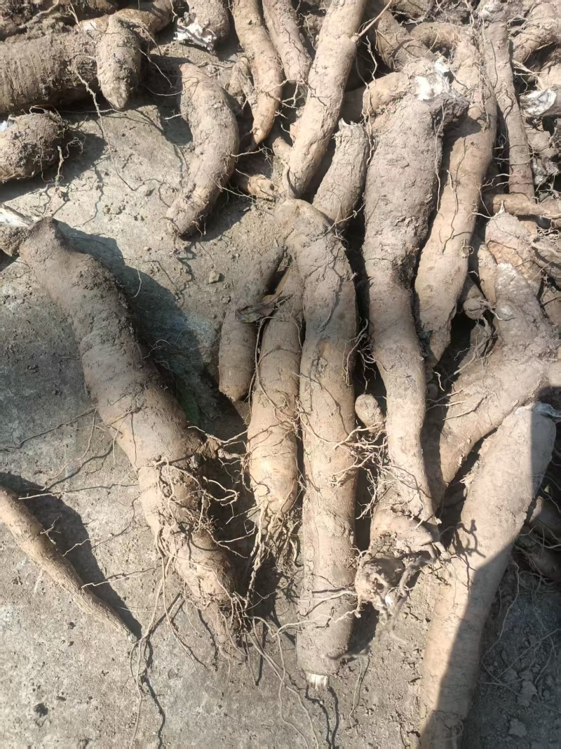 玄参干货10吨