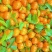 德庆沙糖桔，黄帝柑