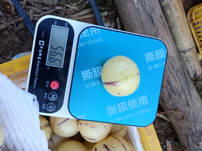 云南人参果