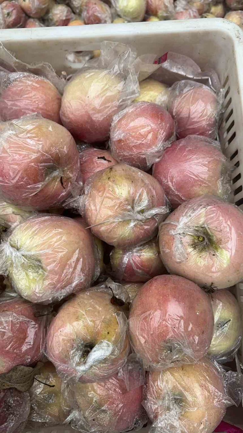 陕西红富士苹果一件代发