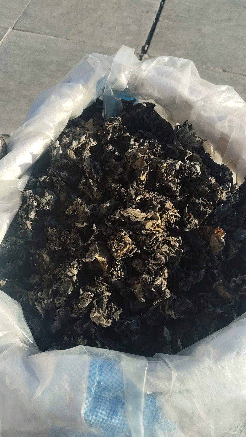 东北黑木耳