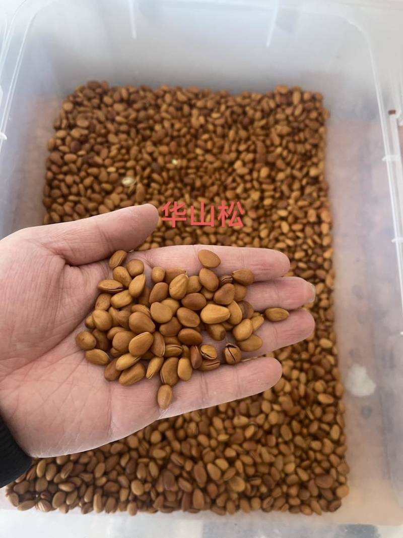 东北松，华山松，源头厂家，支持一件代发，拉大会啊，按包退货！