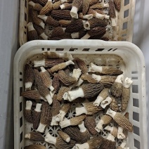 湖南岳阳六妹七妹羊肚菌