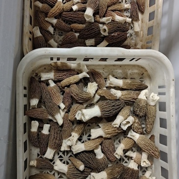 湖南岳阳六妹七妹羊肚菌