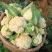 四川宜宾白花菜