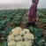 四川宜宾白花菜