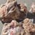 百万山熟羊肉新日期