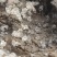 羊肚菌5-9公分