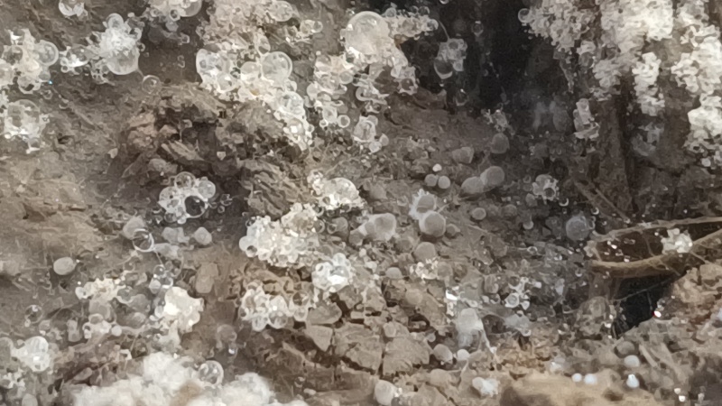 羊肚菌5-9公分