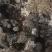 羊肚菌5-9公分