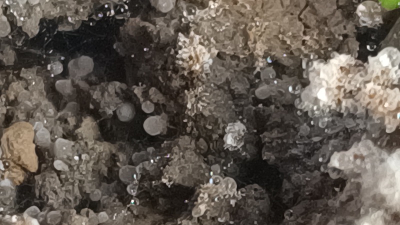 羊肚菌5-9公分