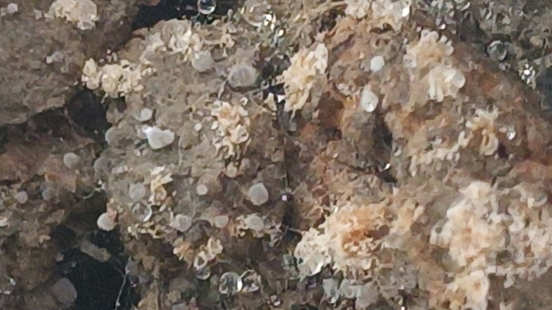 羊肚菌5-9公分