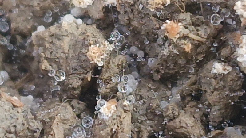 羊肚菌5-9公分