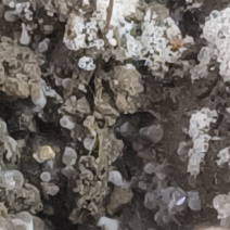 羊肚菌5-9公分