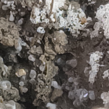 羊肚菌5-9公分
