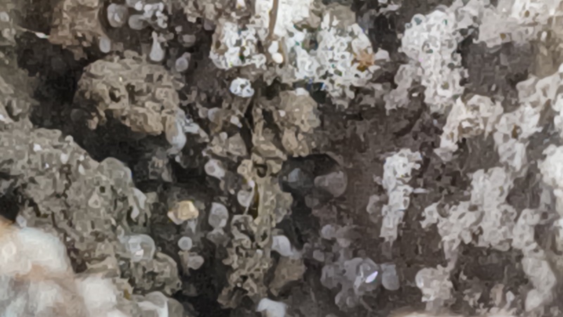 羊肚菌5-9公分
