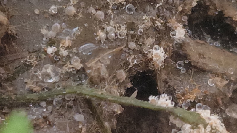 羊肚菌5-9公分