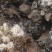 羊肚菌5-9公分