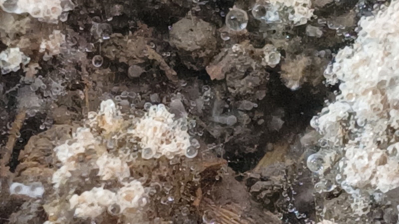 羊肚菌5-9公分