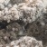 羊肚菌5-9公分