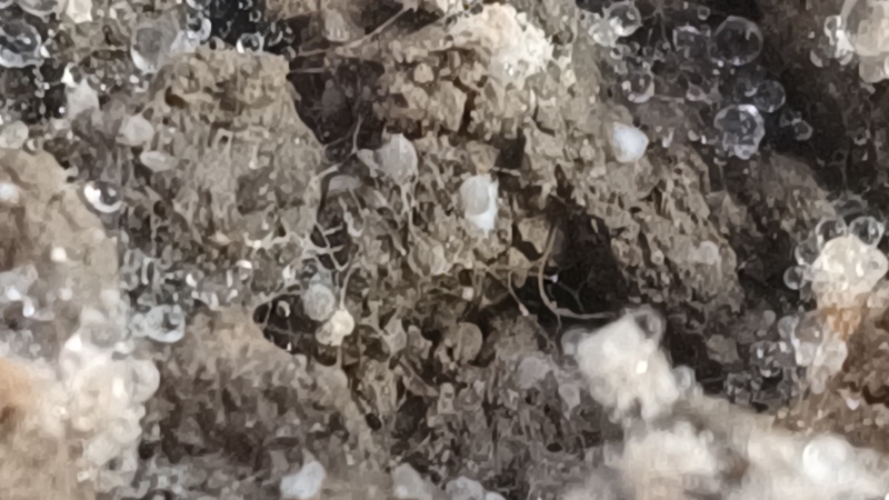 羊肚菌5-9公分