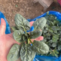 趴地菠菜