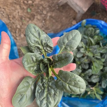 趴地菠菜