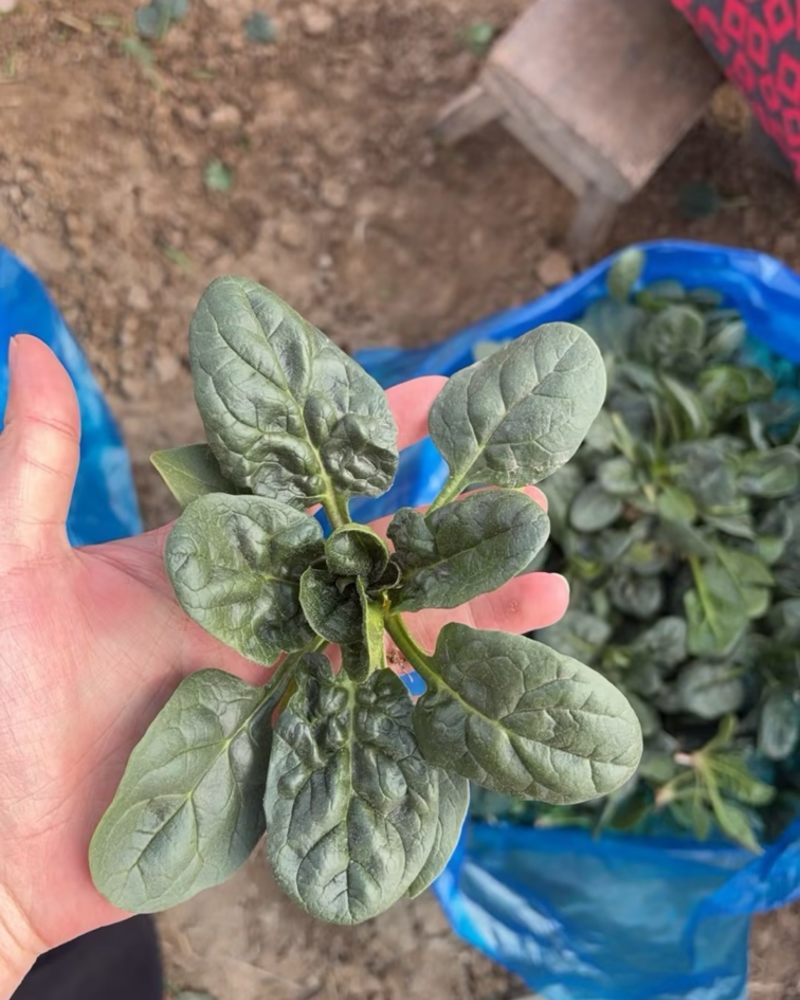 趴地菠菜