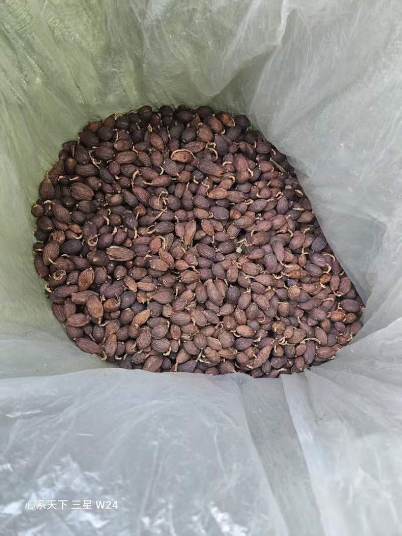 草果