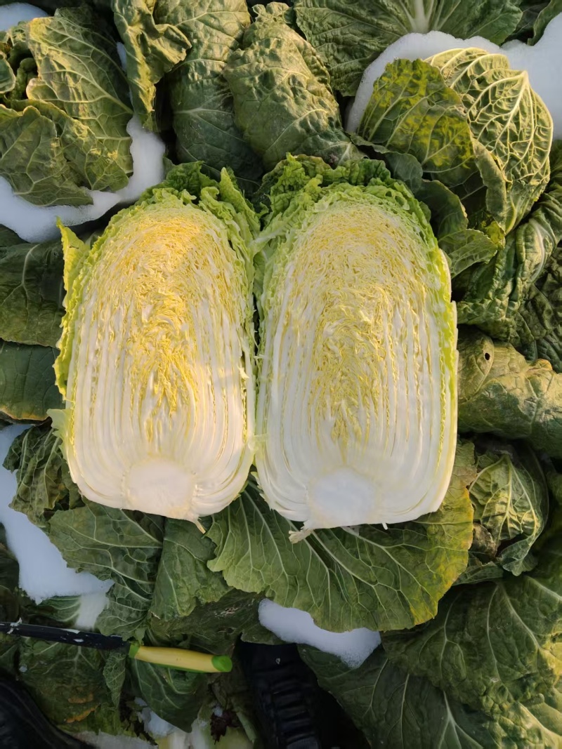 精品黄心大白菜