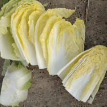 精品黄心大白菜