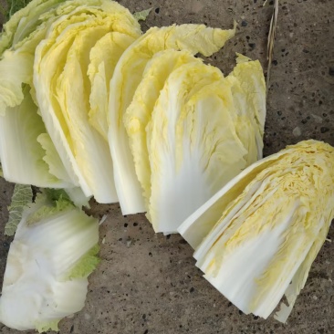 精品黄心大白菜