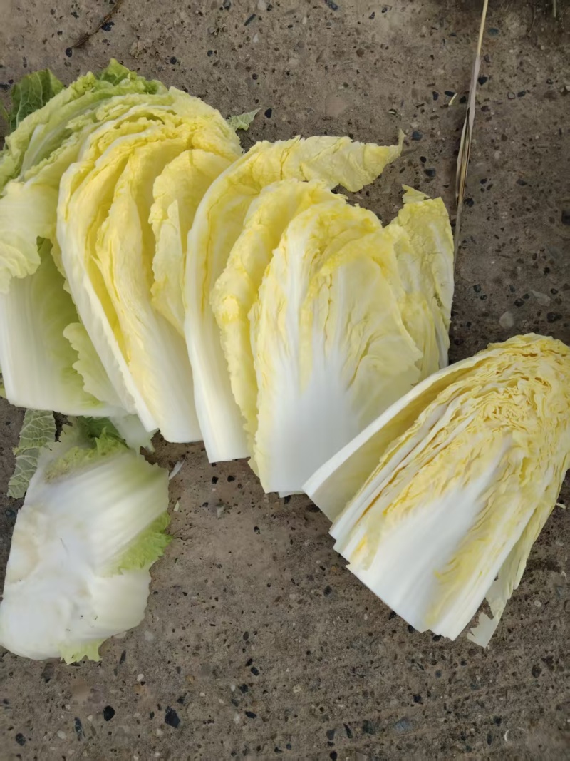 精品黄心大白菜