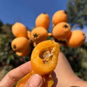 攀枝花米易早中枇杷