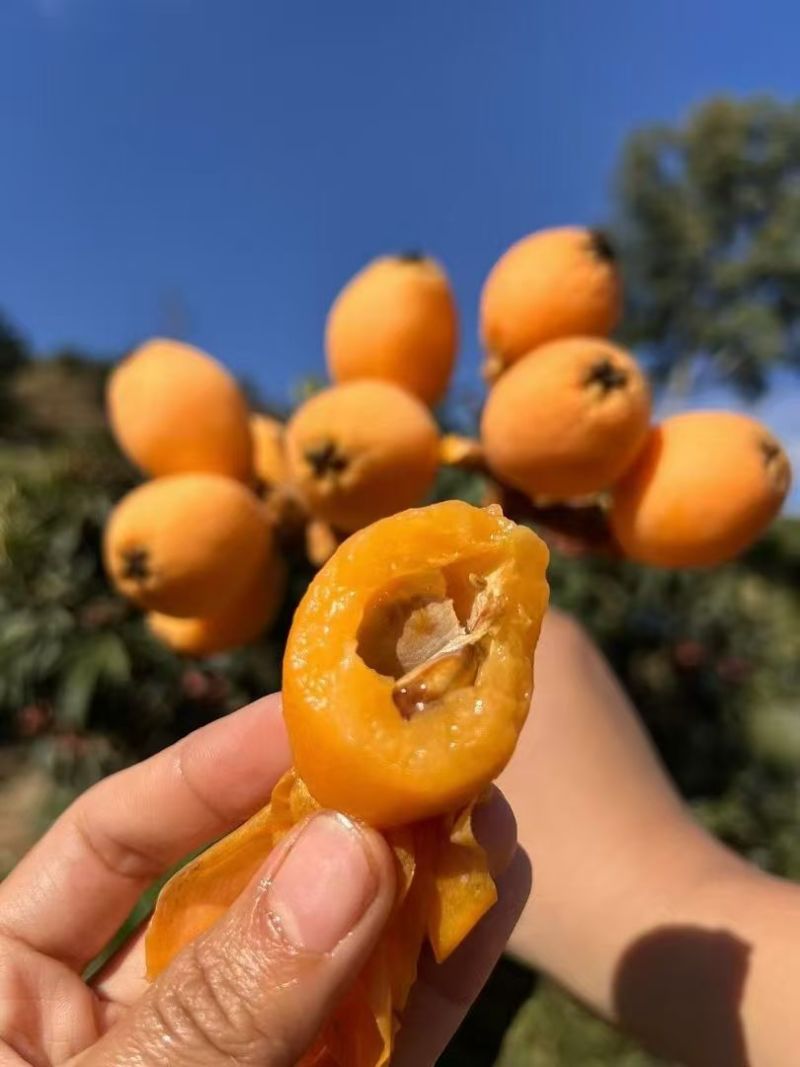 攀枝花米易早中枇杷