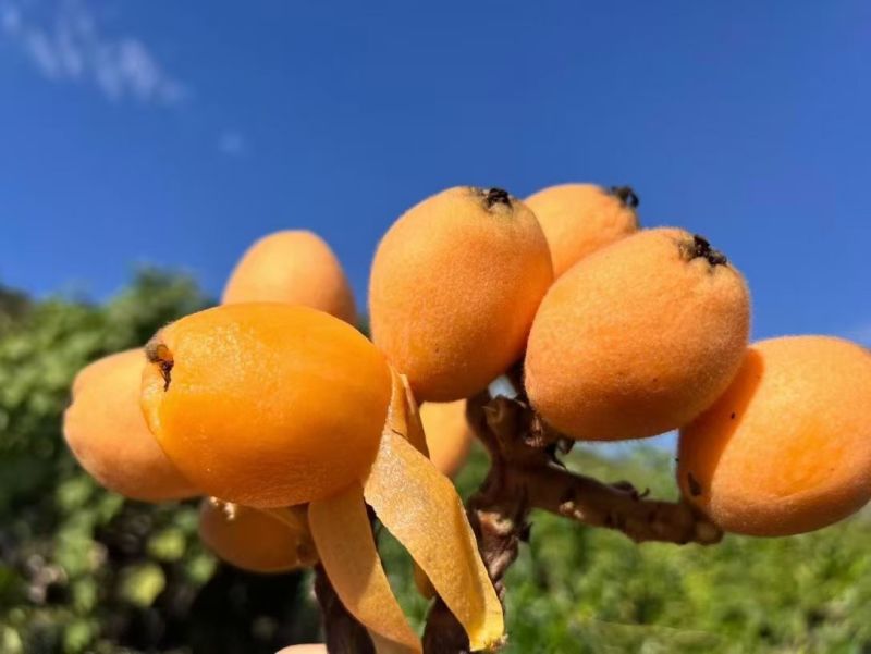 攀枝花米易早中枇杷