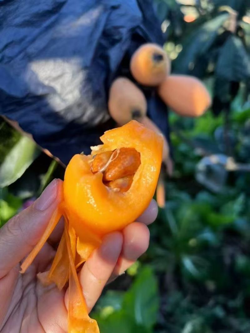 攀枝花米易早中枇杷