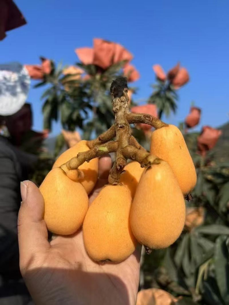 攀枝花米易早中枇杷