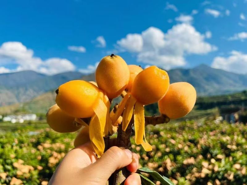 攀枝花米易早中枇杷
