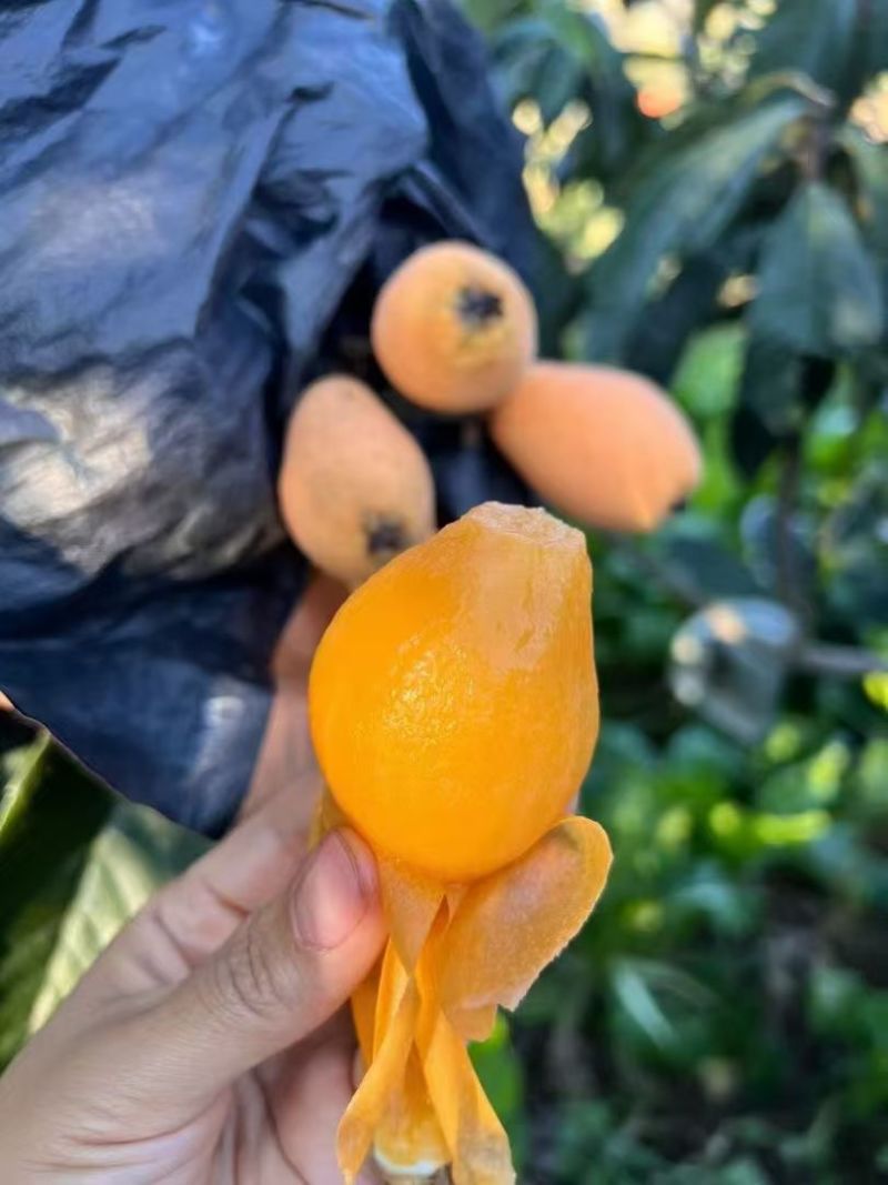 攀枝花米易早中枇杷