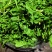 速冻荠荠菜
