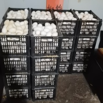 五龙鹅商品蛋